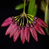 Bulbophyllum retusiusculum fma. 'Red' sp.