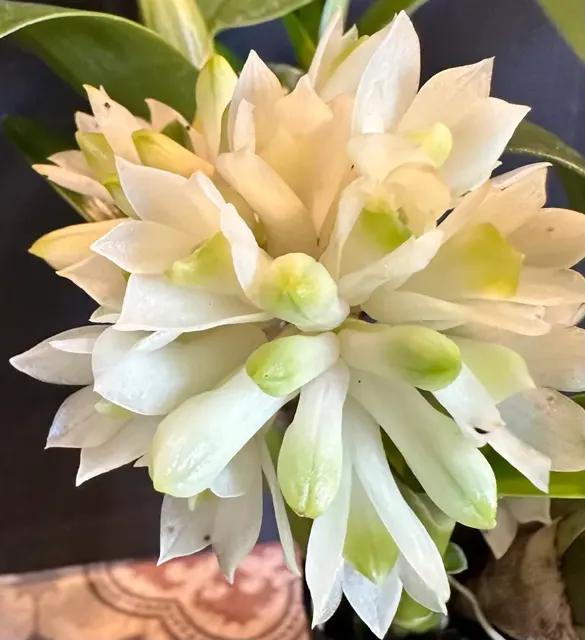 Dendrobium Hsinying Smile 'Mont Blanc'