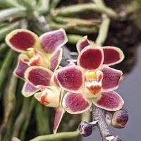Chiloschista Lunifera