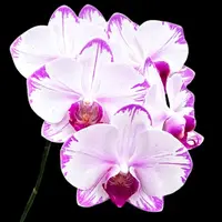 Phalaenopsis Fong Tien's Amapearl 'Cone Pearl CL913G'