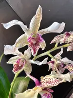 Dendrobium Kai Quintal (Roy Tokunaga x Polysema)