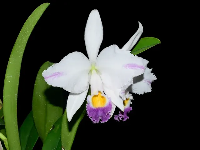 Cattleya mendelii f coerulea x splash