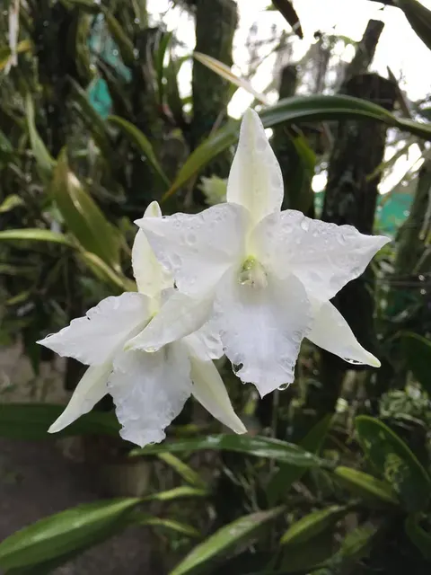 Laelia anceps 'Tafelberg' (Laelia)