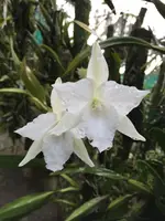 Laelia anceps 'Tafelberg'