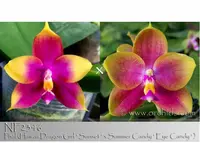 Phal. Summer Candy Girl ', note: Sweet Fragrance,' (Hawaii Dragon Girl ' Sunset ' x Summer Candy ' Eye Candy ' )
