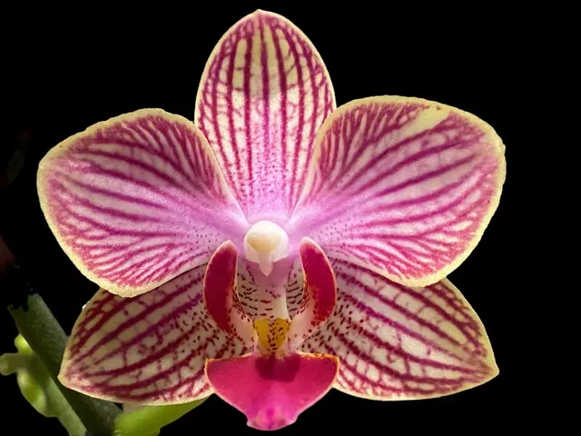 Phalaenopsis Dtps Sun Beauty