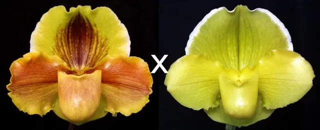 Paphiopedilum Lippewunder x Magic Sun