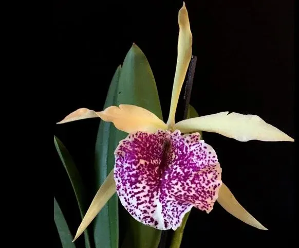 Cattleya dowiana x (Cattleya)