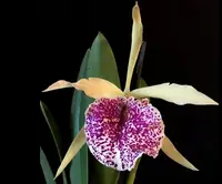 Cattleya dowiana x Brassavola nodosa - Cattleya Saint Andre