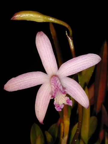 Laelia crispilabia (Laelia)