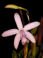 Laelia-crispilabia (caulescens) — Other Plants