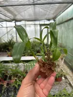 Coelogyne fuliginosa — Blühfähige Pflanze