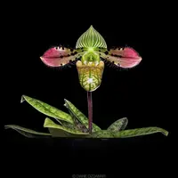 Paph venustum — Blooming size