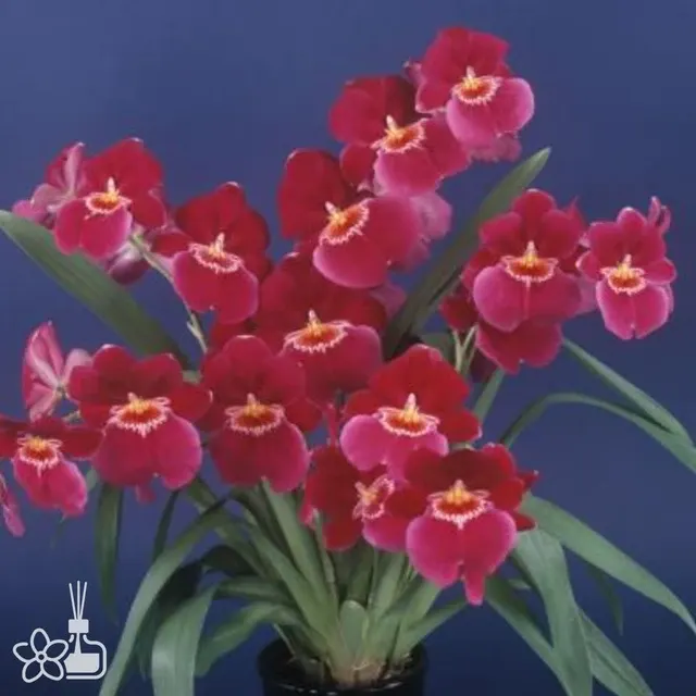Miltoniopsis ENZAN ROM