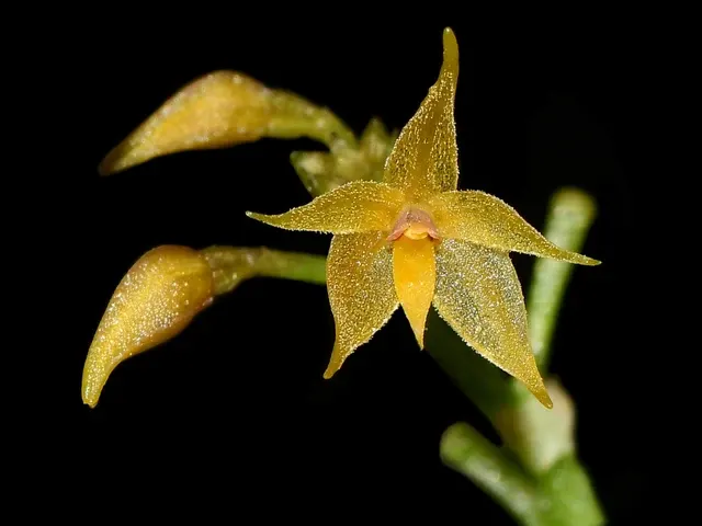 Platystele cuencana