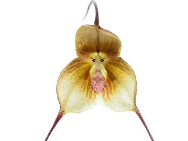 Dracula verticulosa (Dracula)