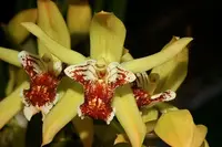 Coelogyne asperata