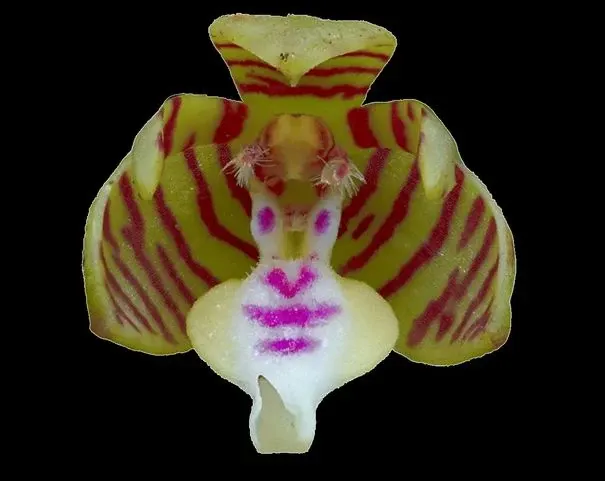 Trichoglottis geminata (Trichoglottis)