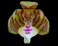 Trichoglottis geminata