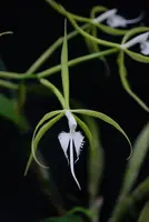 Epidendrum ciliare — Blühfähige Pflanze
