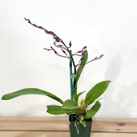 4" Intergeneric Oncidiums - Oncidium Martian Leather "Berrylicious" In Bloom