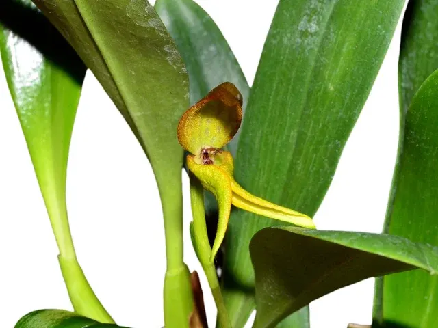 Bulbophyllum tricanaliferum yellow (Bulbophyllum)