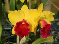 Rlc. Alma kee