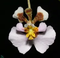 Tolumnia variegata