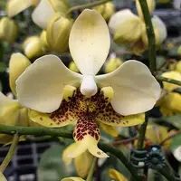 [Bare-root] #PA# Phal. stuartiana var. nobilis 'Xiuya' × sib 史塔基黃 '秀雅' 兄弟交 [2.4" BS][Sept in stock 26]