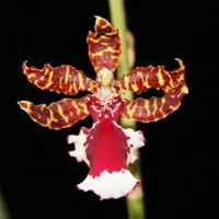 SEEDLING! Orchid Oncidium Odontocidium Everglades Elegance ‘Nancy Lee’ Seedling Live PLant
