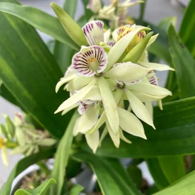 Prosthechea radiata-fragrans