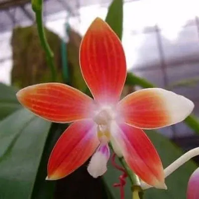 Phalaenopsis speciosa sp (Phalaenopsis)