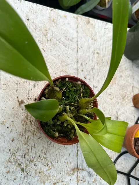 Bulbophyllum lobbii (Bulbophyllum)