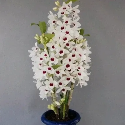 Dendrobium Watanabe White (Dendrobium)