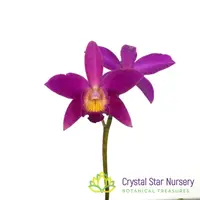 Cattleya Chian-Tzy Guiding 'Chian-Tzy Red Top' (CTA-568)