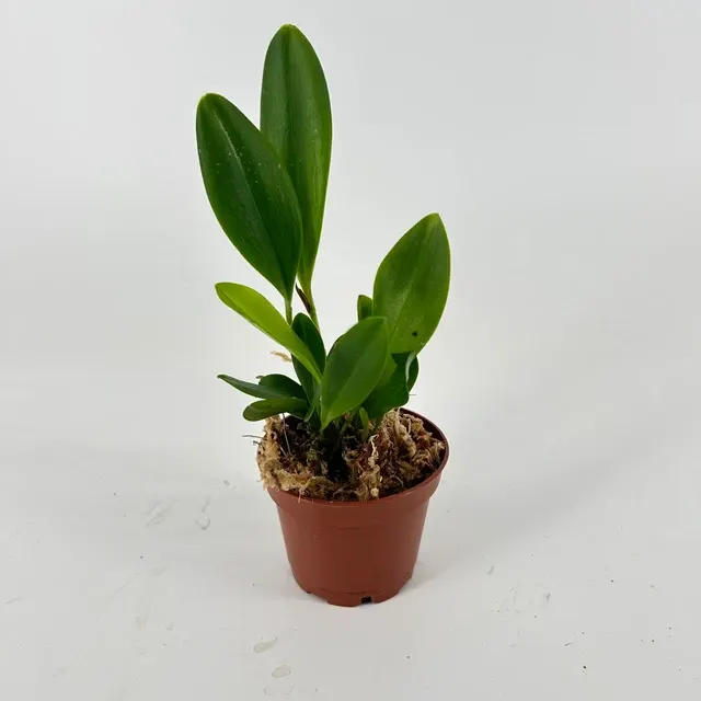 Pleurothallis tuerckheimii (Pleurothallis)