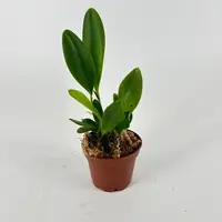 Pleurothallis tuerckheimii — Blühfähige Pflanze