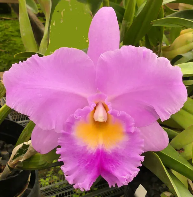 Brassolaeliocattleya Arthur Tanner's Jackie Flinn (Brassolaeliocattleya)