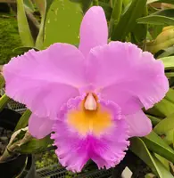 Blc. Arthur Tanner's Jackie Flinn