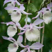 Dendrobium aphyllum variegated