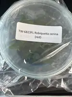 FLASK Robiquetia cerina (red)