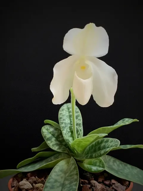 Paphiopedilum ang-thong var alba x sib (Paphiopedilum)