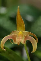Bulbophyllum lobbii