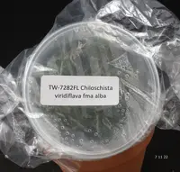 FLASK Chiloschista viridiflava fma alba