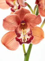 Cymbidiums Brown
