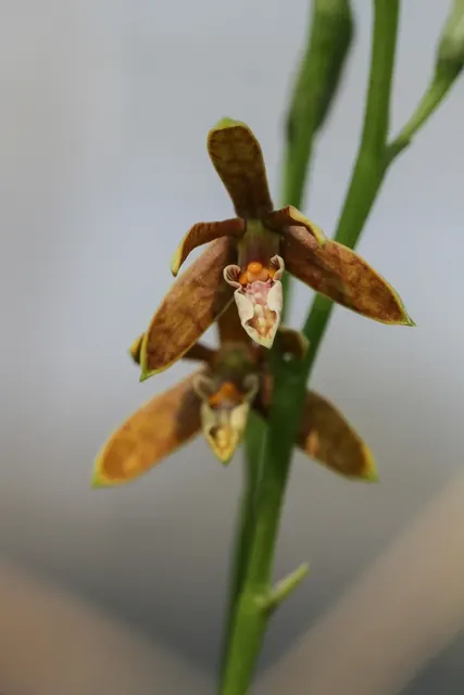 Prosthechea pterocarpa (Prosthechea)
