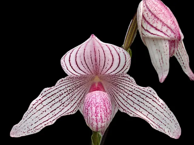 Paphiopedilum Waluwense