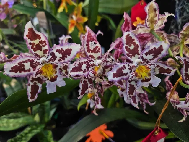 Oncostele Tan Treasures 'Lavender Picotee'