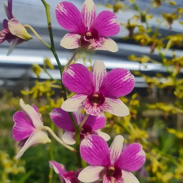Dendrobium Triple Fantasy (Dendrobium)