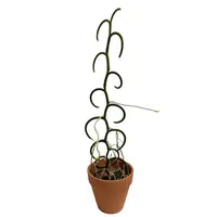 Papilionanthe teres var. alba ‘Olympic Rings’